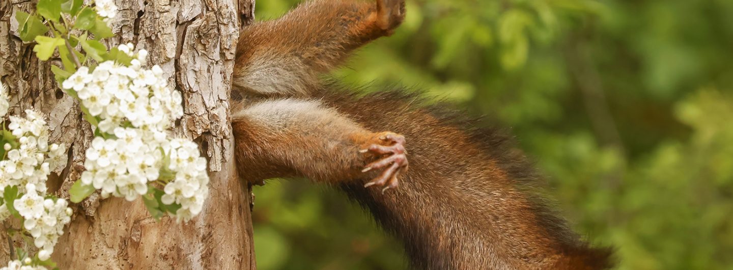 Mit diesem witzigen Foto errang der italienische Fotograf Milko Marchetti den Gesamtsieg beim Nikon Comedy Wildlife Photography Award 2024. Das Foto heißt "Stuck Squirrel" und zeigt genau das: ein (scheinbar) feststeckendes Eichhörnchen. (c) Milko Marchetti / Nikon Comedy Wildlife Photography Awards 2024