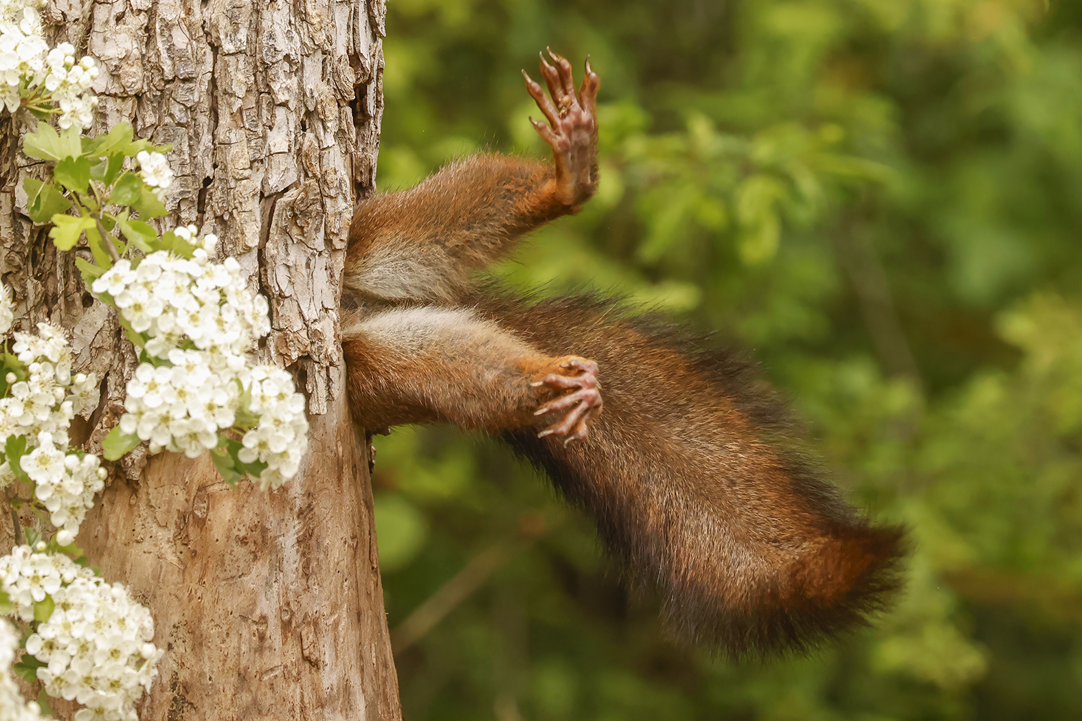 Mit diesem witzigen Foto errang der italienische Fotograf Milko Marchetti den Gesamtsieg beim Nikon Comedy Wildlife Photography Award 2024. Das Foto heißt "Stuck Squirrel" und zeigt genau das: ein (scheinbar) feststeckendes Eichhörnchen. (c) Milko Marchetti / Nikon Comedy Wildlife Photography Awards 2024