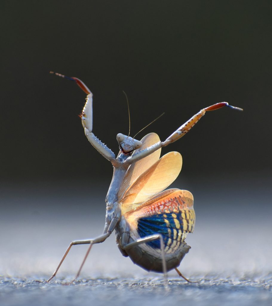 Gewinner Kategorie Insekten: Jose Miguel Gallego Molina mit "Mantis-flamenca" (c) Jose Miguel Gallego Molina / Nikon Wildlife Comedy Photography Awards 2024