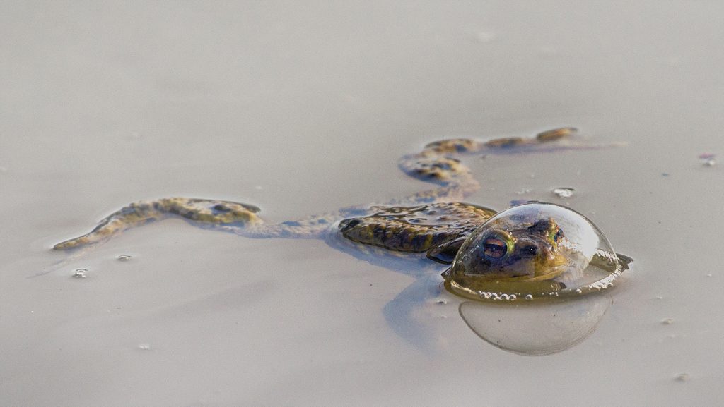 Gewinner Kategorie Reptilien: Eberhard Ehmke mit "Frog in a Ballon" (c) Eberhard Ehmke / Nikon Wildlife Comedy Photography Awards 2024