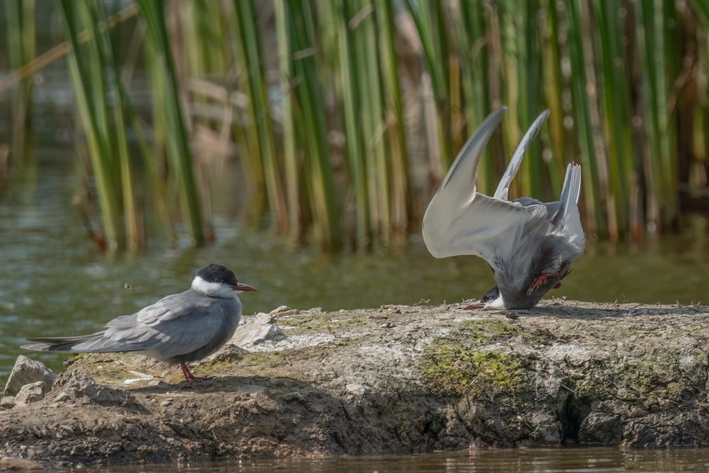 Gewinner der Kategorie Vogel: Damyan Petkov mit "Whiskered tern crash on landing" (c) Damyan Petkov / Nikon Wildlife Comedy Photography Awards 2024