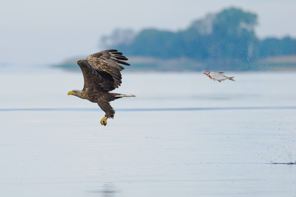 Gewinner der Kategorie: Fisch & andere Wassertiere: Przemyslaw Jakubczyk mit "Unexpected role swap" (c) Przemyslaw Jakubczyk / Nikon Wildlife Comedy Photography Awards 2024