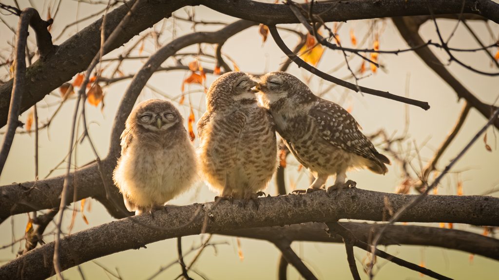 Gewinner des Nikon Junior Photographer Awards: Sarthak Ranganadhan mit "Smooching Owlets" (c) Sarthak Ranganadhan / Nikon Wildlife Comedy Photography Awards 2024