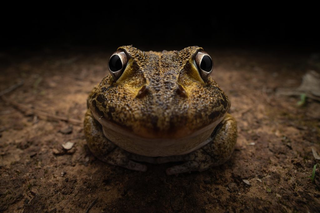 Gewinner des Young Photography Awards: Kingston Tam mit "Awkward smiley frog" (c) Kingston Tam / Nikon Wildlife Comedy Photography Awards 2024