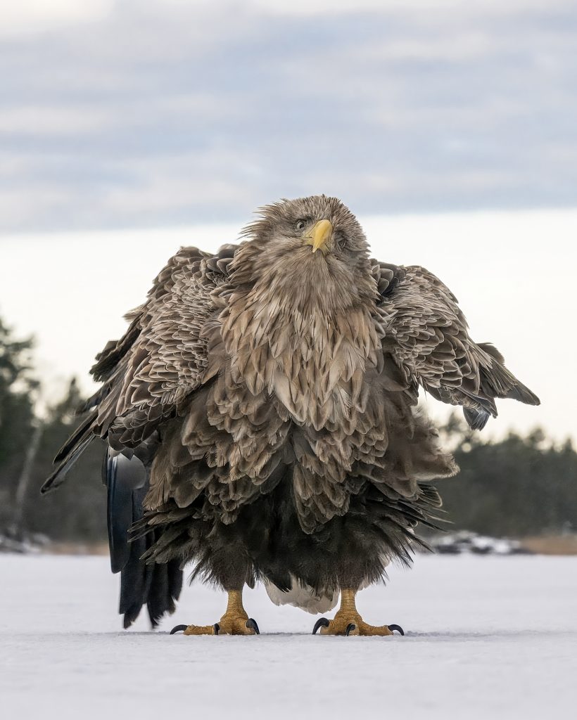 Gewinner des People's Choice Awards: Tapani Linnanmäki mit "Shake ruffle rattle and roll" (c) Tapani Linnanmäki / Nikon Wildlife Comedy Photography Awards 2024