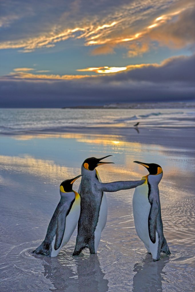 Juryurteil "sehr empfehlenswert": Andy Rouse mit "Alright mate, back off. This is my bird." (c) Andy Rouse / Nikon Comedy Wildlife Photography Awards 2024