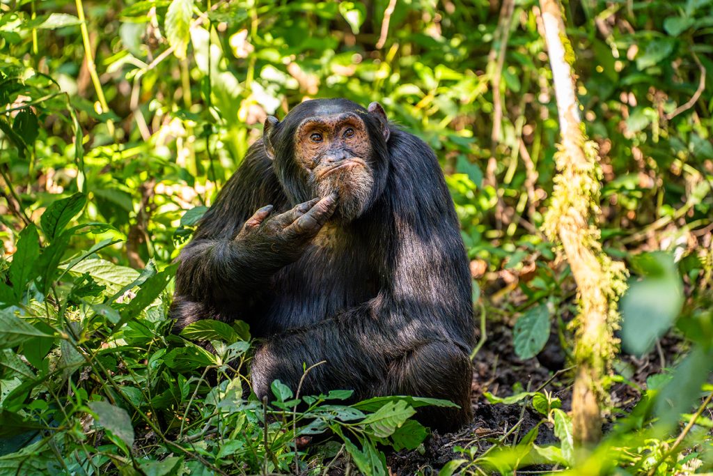 Jury-Urteil "sehr empfehlenswert": Arvind Mohandas mit "The Contemplative Chimpanzee" (c) Arvind Mohandas / Nikon Comedy Wildlife Photography Awards 2024