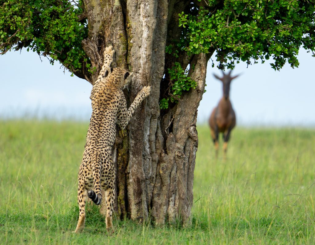 Jury-Urteil "sehr empfehlenswert": Leslie Mcleod mit "hide and seek" (c) Leslie Mcleod / Nikon Comedy Wildlife Photography Awards 2024