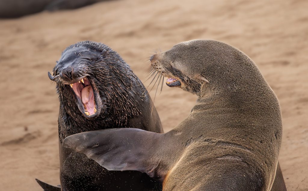 Jury-Urteil "sehr empfehlenswert": Marti Phillips mit “Are You Kidding” (c) Marti Phillips / Nikon Comedy Wildlife Photography Awards 2024