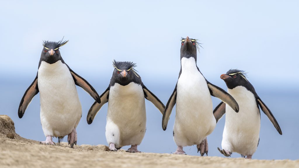 Jury-Urteil "sehr empfehlenswert": Ralph Robinson mit “Gang-of-Four” (c) Ralph Robinson / Nikon Comedy Wildlife Photography Awards 2024