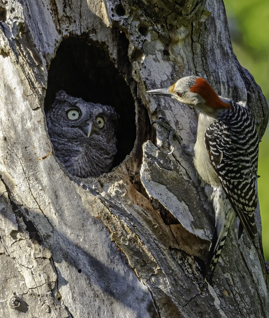 Jury-Urteil "sehr empfehlenswert": Randy Herman mit “You're Not My Mother” (c) Randy Herman / Nikon Comedy Wildlife Photography Awards 2024